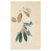 JOHN JAMES AUDUBON (AMERICAN,