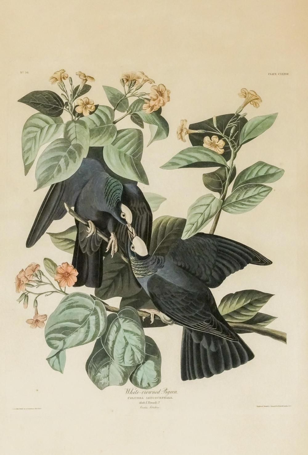 JOHN JAMES AUDUBON (AMERICAN