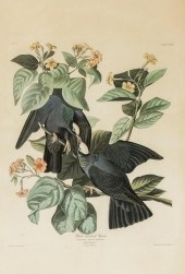JOHN JAMES AUDUBON (AMERICAN 1