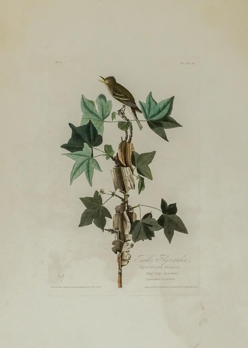 JOHN JAMES AUDUBON (AMERICAN