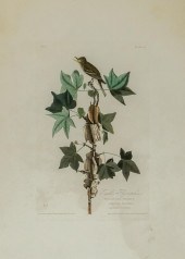 JOHN JAMES AUDUBON (AMERICAN 1
