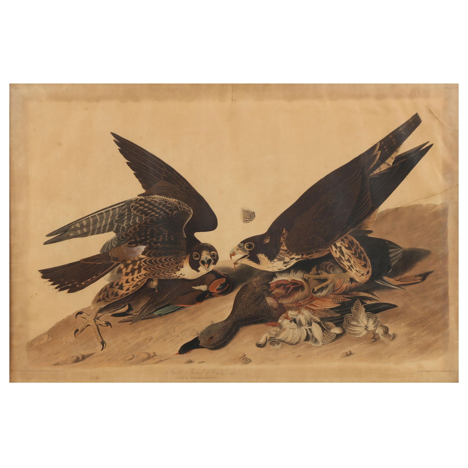 JOHN JAMES AUDUBON (AMERICAN,