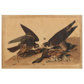 JOHN JAMES AUDUBON (AMERICAN,