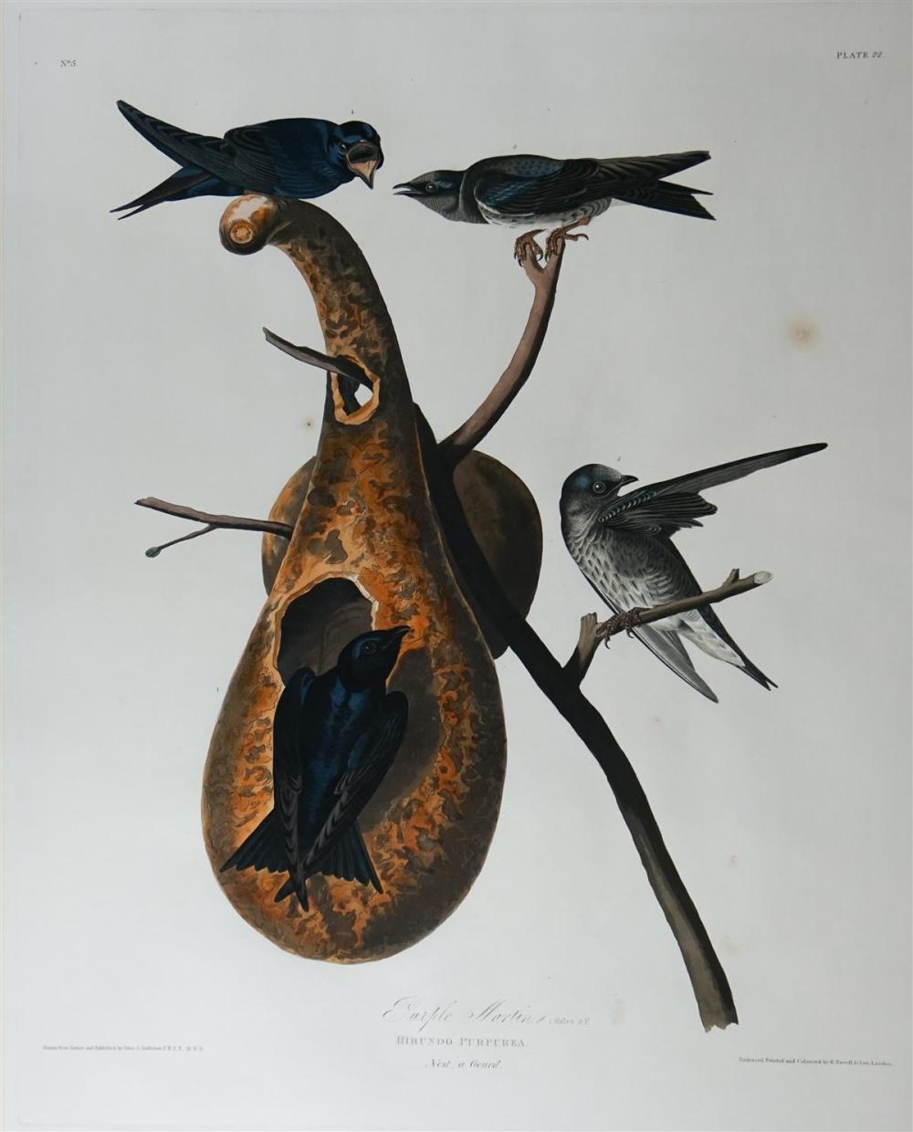 JOHN JAMES AUDUBON (AMERICAN,