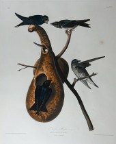 JOHN JAMES AUDUBON (AMERICAN,