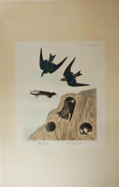 JOHN JAMES AUDUBON (AMERICAN,