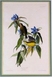 +JOHN JAMES AUDUBON (AMERICAN,