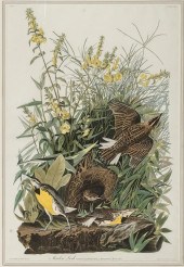 JOHN JAMES AUDUBON (AMERICAN 1