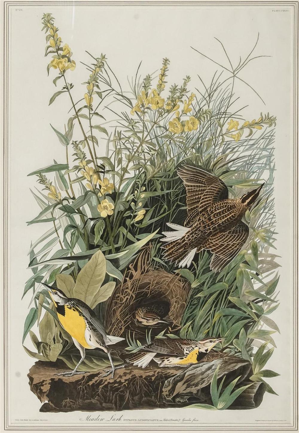 JOHN JAMES AUDUBON (AMERICAN