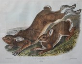 JOHN JAMES AUDUBON (AMERICAN,