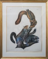 JOHN JAMES AUDUBON (AMERICAN,