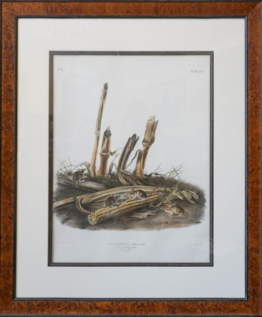 JOHN JAMES AUDUBON (AMERICAN,