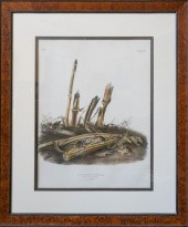 JOHN JAMES AUDUBON (AMERICAN,