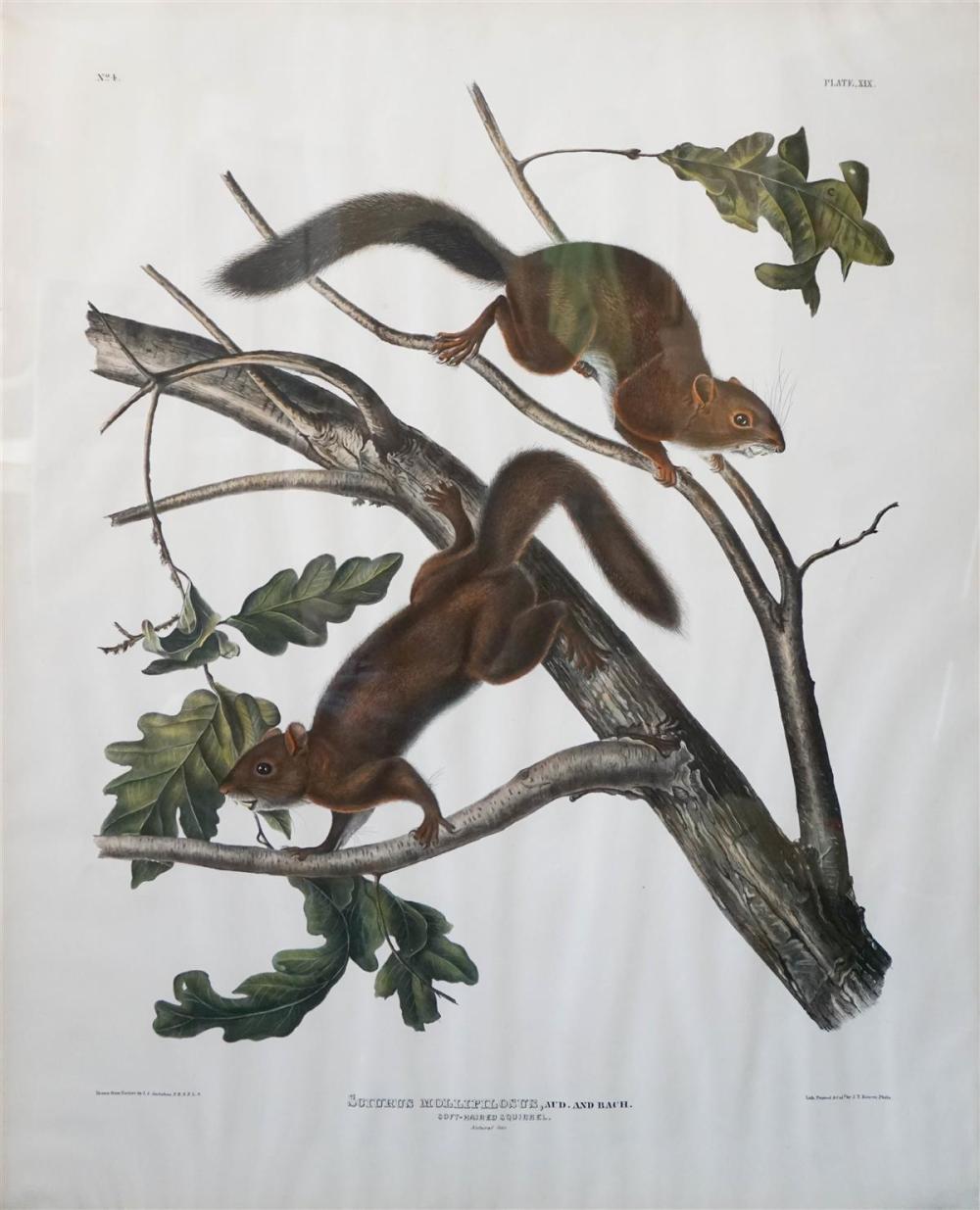 JOHN JAMES AUDUBON (AMERICAN,