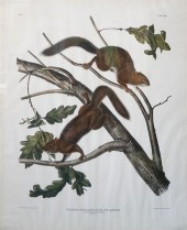 JOHN JAMES AUDUBON (AMERICAN,