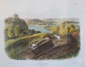 JOHN JAMES AUDUBON (AMERICAN,