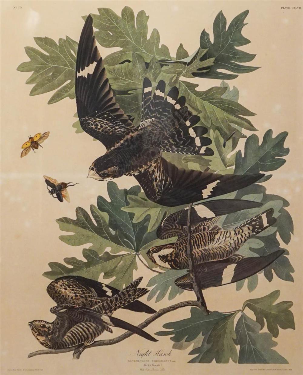 JOHN JAMES AUDUBON (AMERICAN,