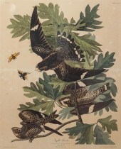 JOHN JAMES AUDUBON (AMERICAN,