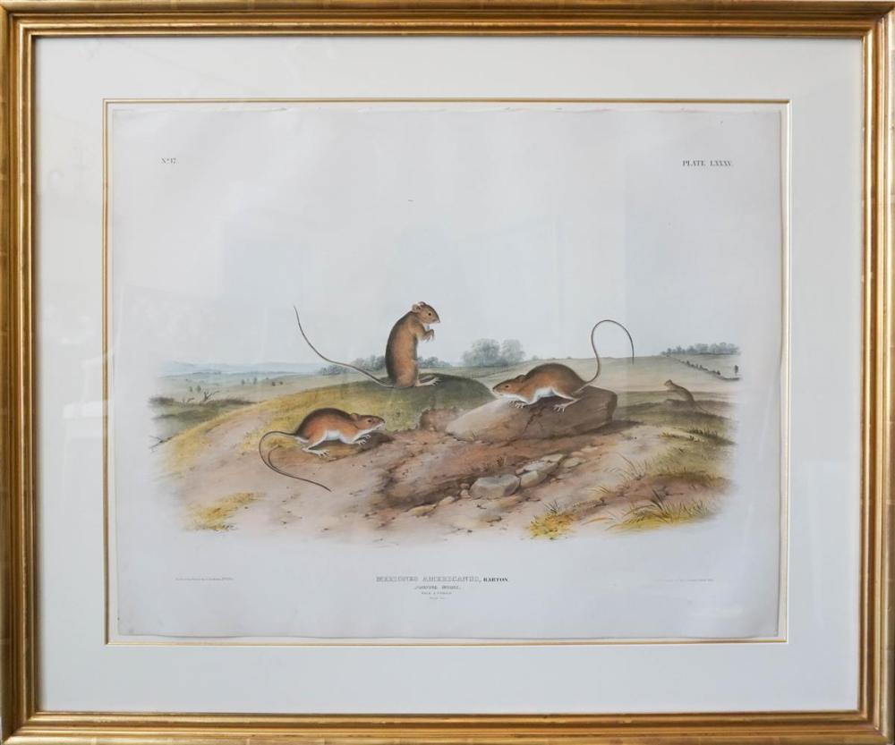 JOHN JAMES AUDUBON (AMERICAN,