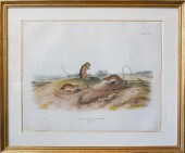 JOHN JAMES AUDUBON (AMERICAN,