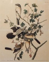 JOHN JAMES AUDUBON (AMERICAN,