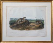 JOHN JAMES AUDUBON (AMERICAN,