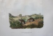 JOHN JAMES AUDUBON (AMERICAN,