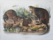 JOHN JAMES AUDUBON (AMERICAN,