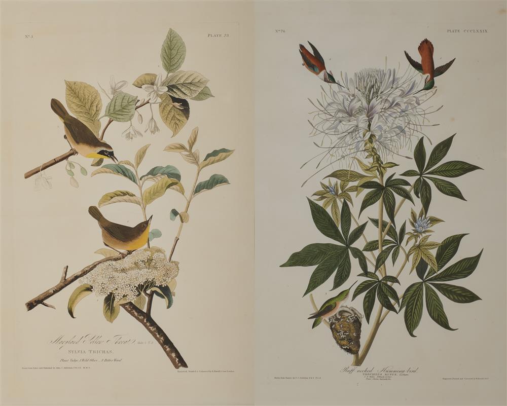 JOHN JAMES AUDUBON, (AMERICAN,