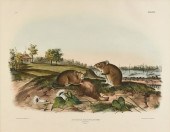JOHN JAMES AUDUBON (AMERICAN 1