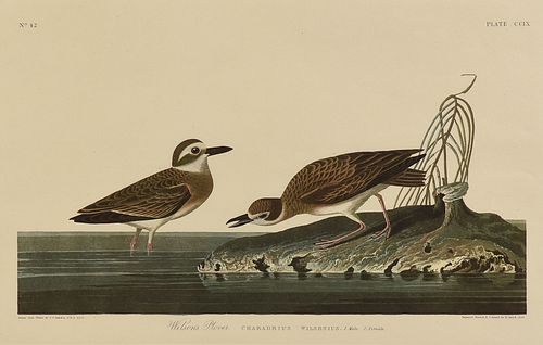 JOHN JAMES AUDUBON (AMERICAN