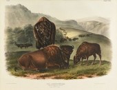 JOHN JAMES AUDUBON (AMERICAN 1