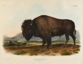 JOHN JAMES AUDUBON (AMERICAN 1