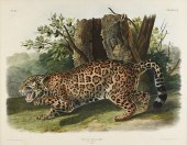 JOHN JAMES AUDUBON (AMERICAN 1