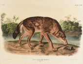JOHN JAMES AUDUBON (AMERICAN 1