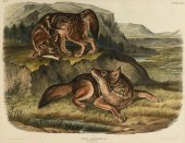 JOHN JAMES AUDUBON (AMERICAN 1