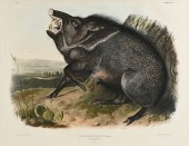 JOHN JAMES AUDUBON (AMERICAN 1
