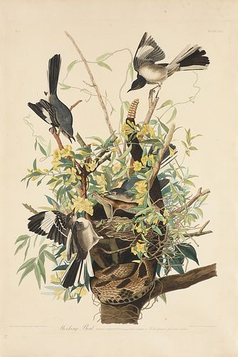 JOHN JAMES AUDUBON (AMERICAN