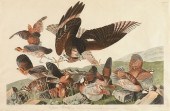 JOHN JAMES AUDUBON (AMERICAN 1