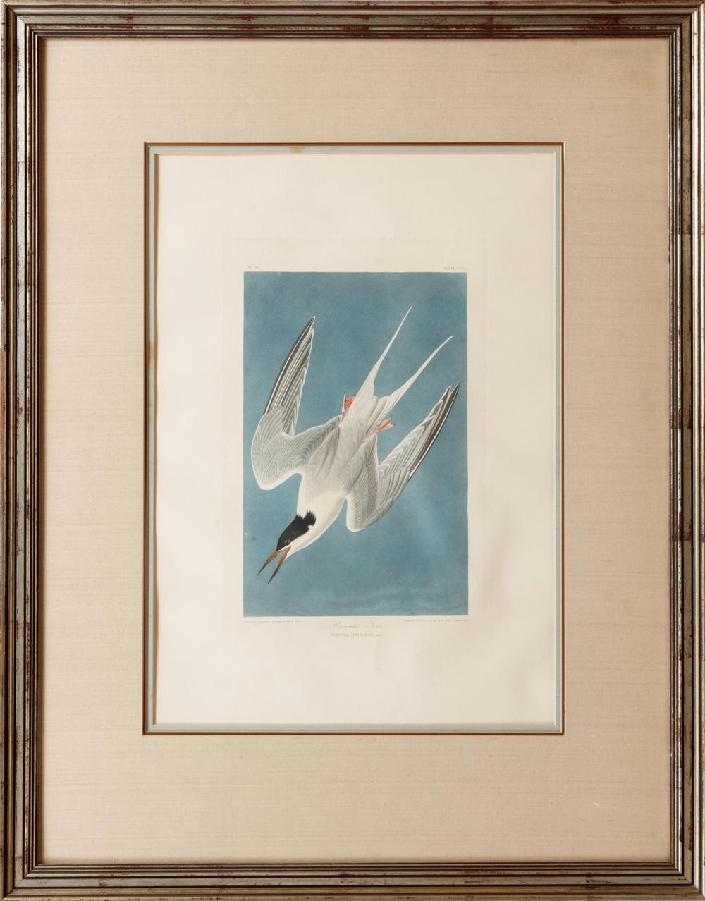 JOHN JAMES AUDUBON (AMERICAN,