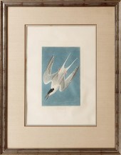 JOHN JAMES AUDUBON (AMERICAN,