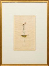 JOHN JAMES AUDUBON (AMERICAN,