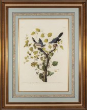 JOHN JAMES AUDUBON (AMERICAN,