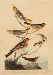 JOHN JAMES AUDUBON (AMERICAN,