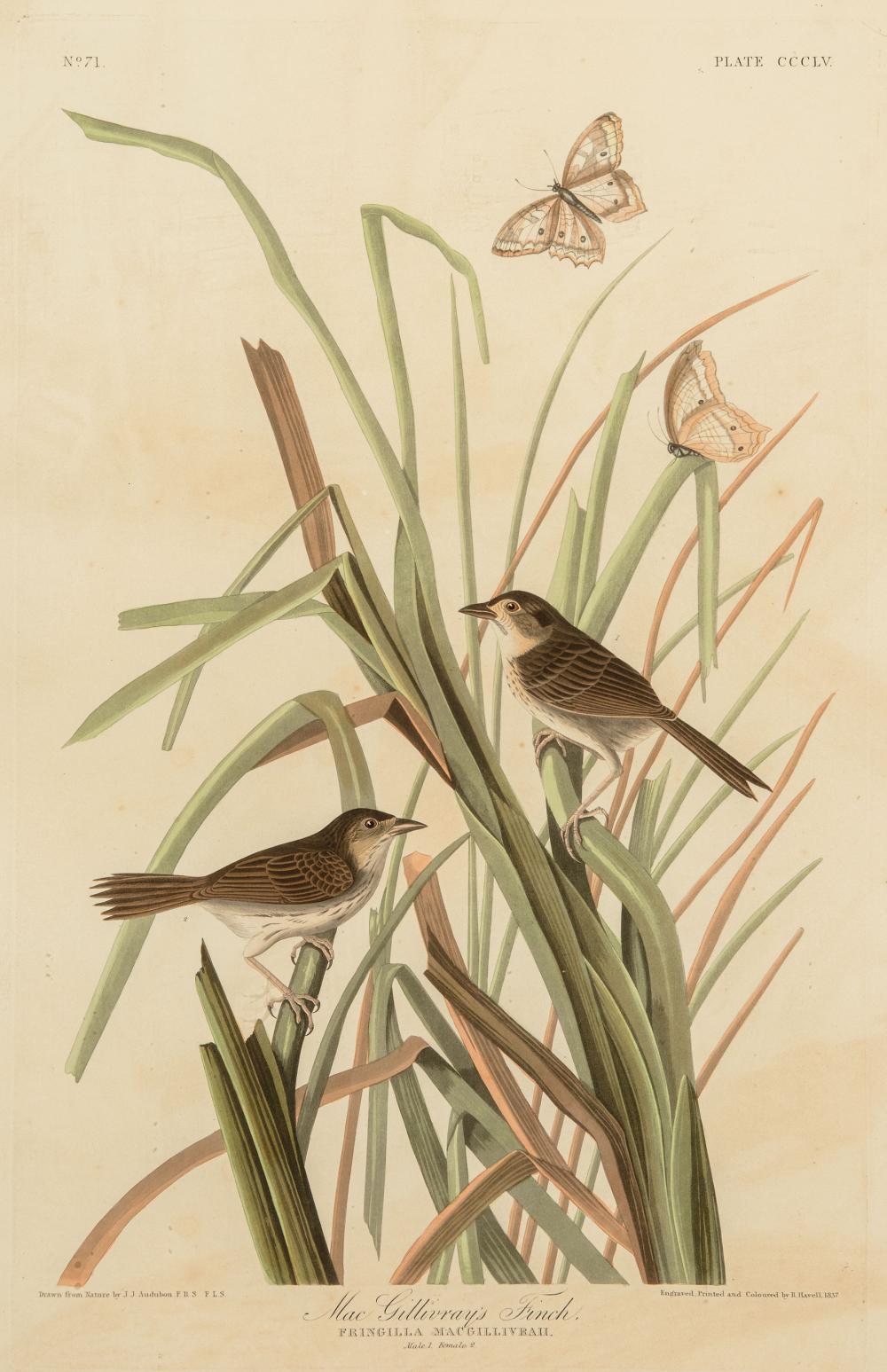 JOHN JAMES AUDUBON (AMERICAN,