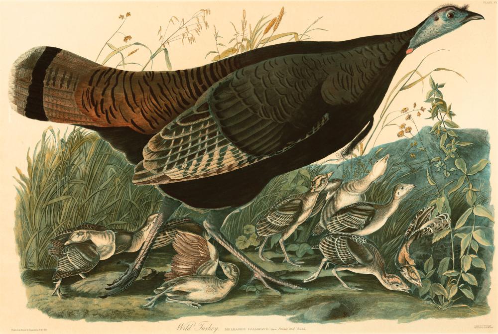 JOHN JAMES AUDUBON (AMERICAN,