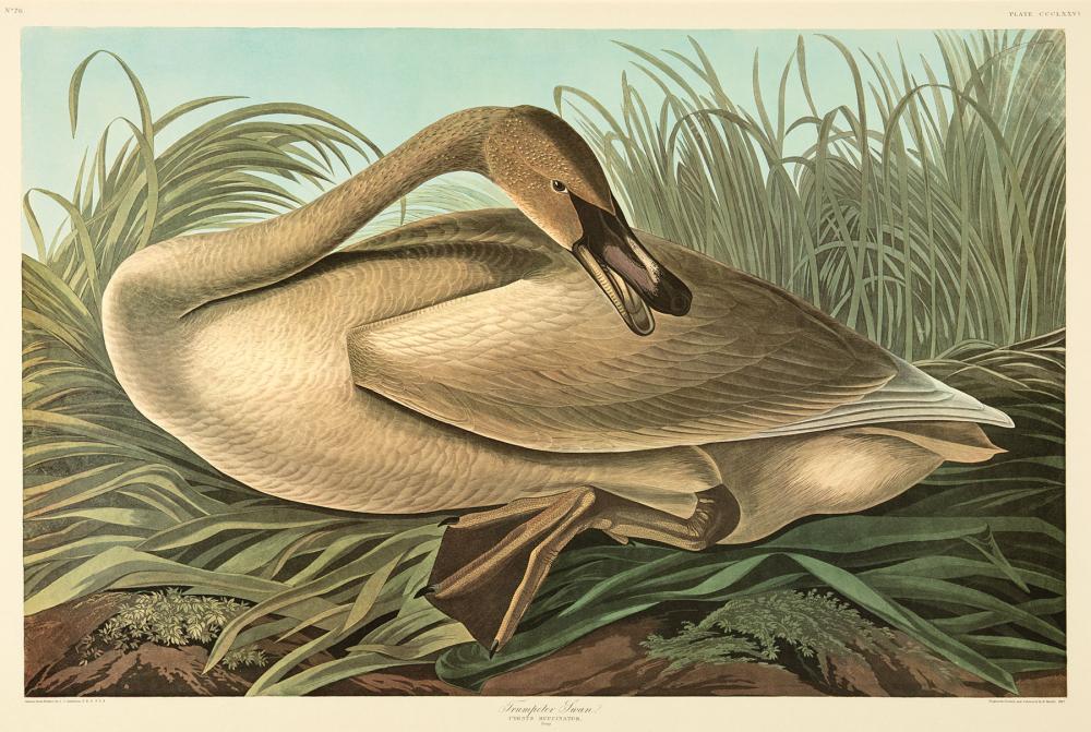 JOHN JAMES AUDUBON (AMERICAN,
