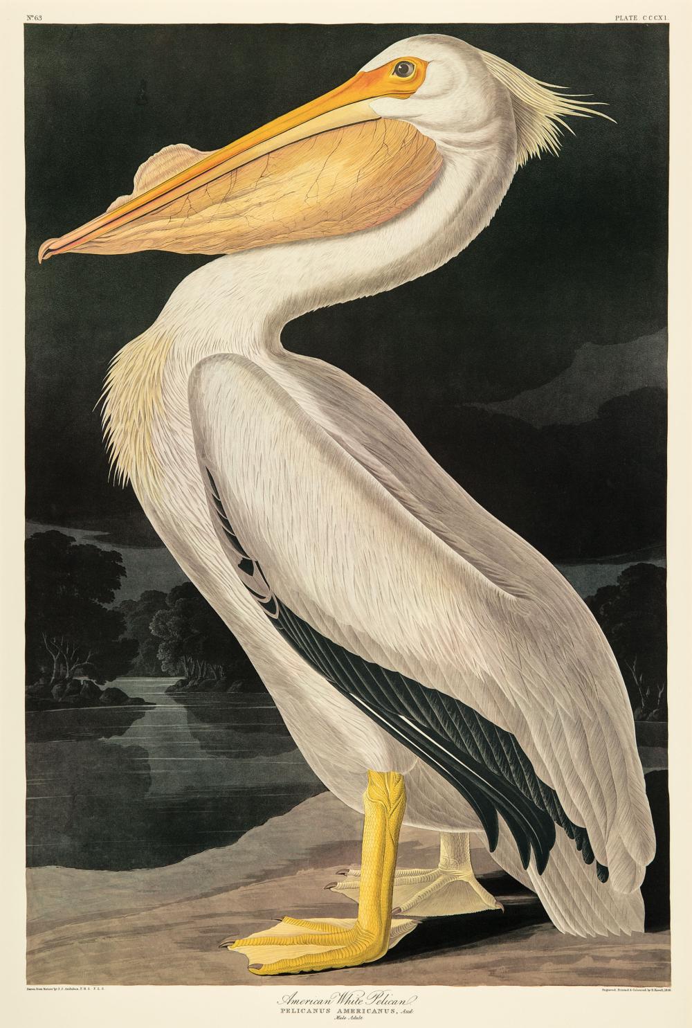 JOHN JAMES AUDUBON (AMERICAN,