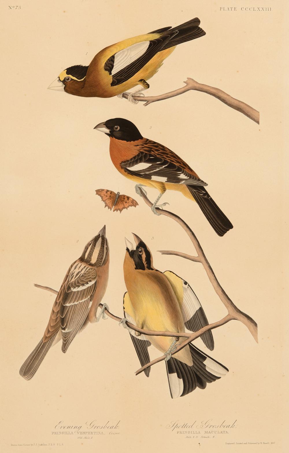 JOHN JAMES AUDUBON (AMERICAN,