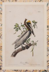 JOHN JAMES AUDUBON (AMERICAN,